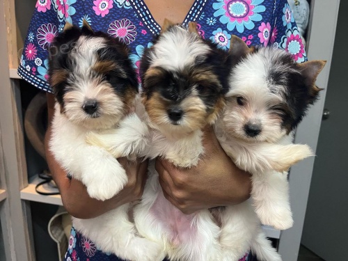 Prod�m �t��ata BIEWER YORKIE