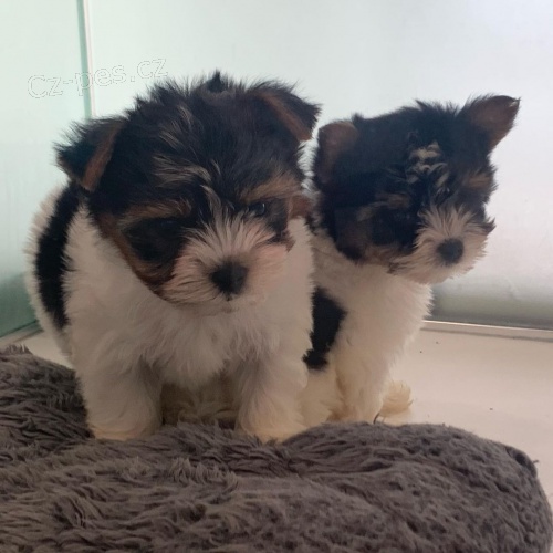 Prod�m �t��ata BIEWER YORKIE