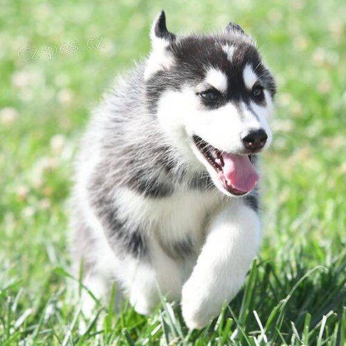 Sibi�sk� husky �t��ata Fenka