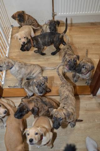 Uruguaysk� Cimarron - ty nej��asn�j�� �t��ata