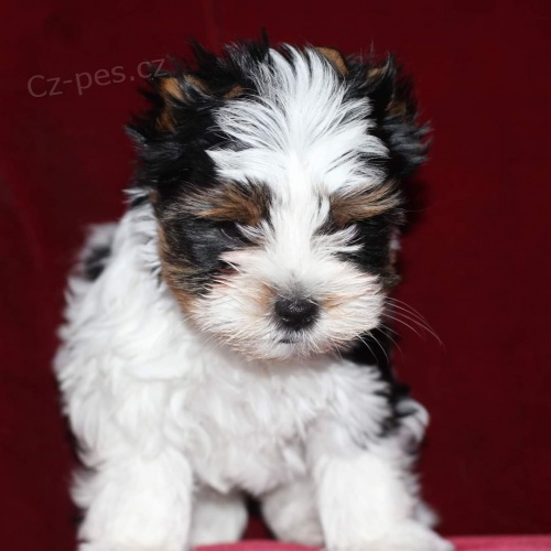 Prod�m �t��ata biewer yorkie