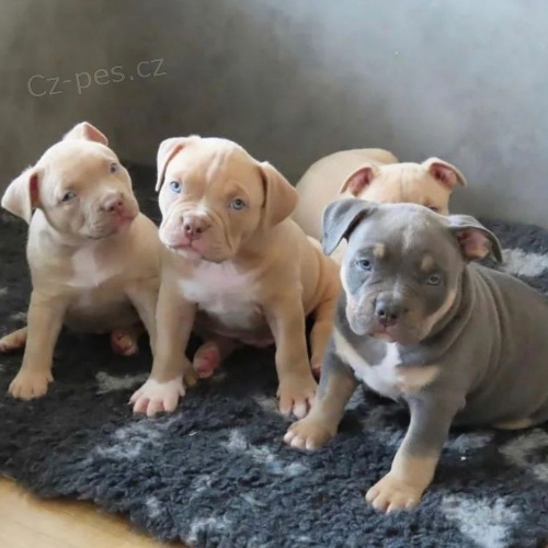 �t��ata pitbull teri�ra k adopci