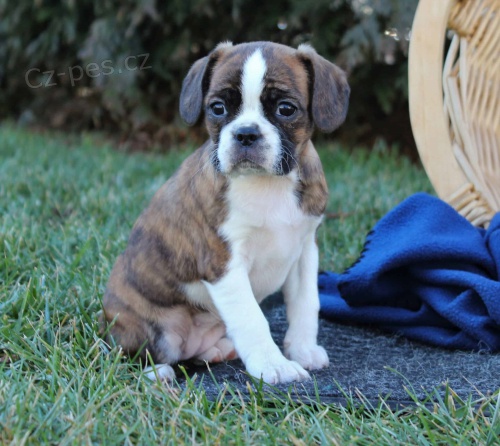 Caviston �t��ata k adopci