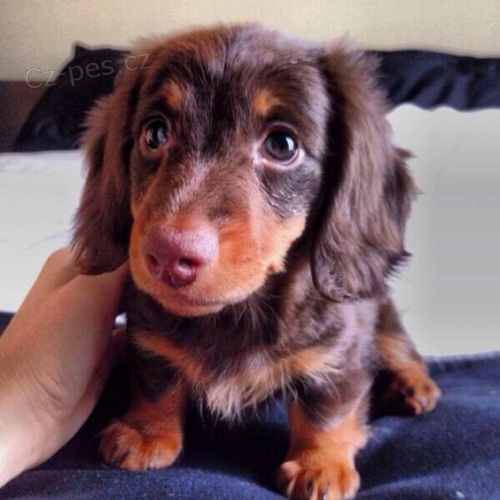 Kr�sn� dlouhosrst� �t��ata jezev��ka velikosti kr�l�ka k dispozici a p�ipravena k prodeji. Pouze pro v�n� osoby.