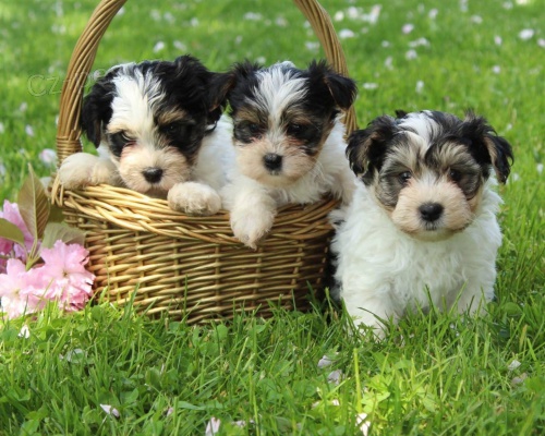 Prod�m mini �t��ata biewer yorkie