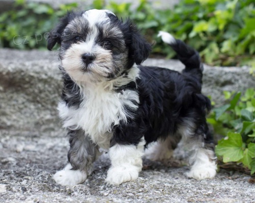 Prod�m roztomil� a zdrav� �t��ata havanese.