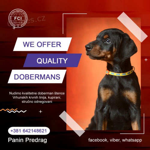 Dobrman �t��ata na prodej