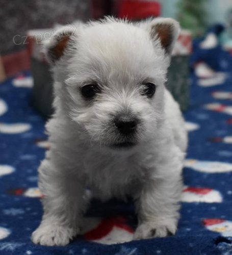 �t��ata west highland white teri�ra