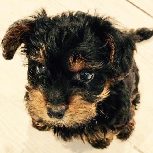Prod�m �t��ata Yorkiepoo