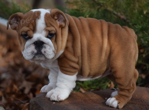 rozko�n� �t���tka buldoka