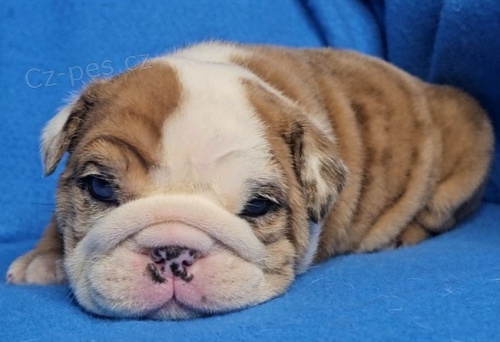 rozko�n� �t��ata anglick�ho buldoka