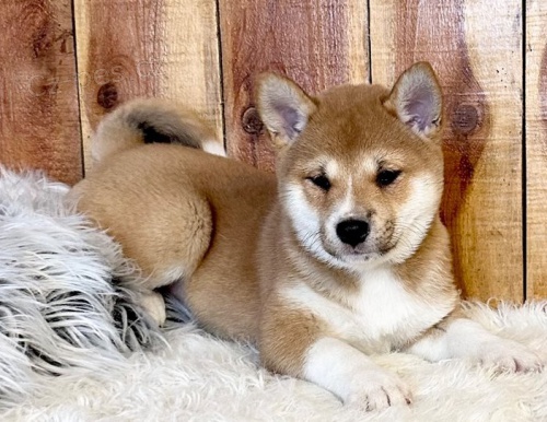 �t��ata shiba inu