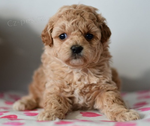 pudlov�, miniaturn� �t��ata