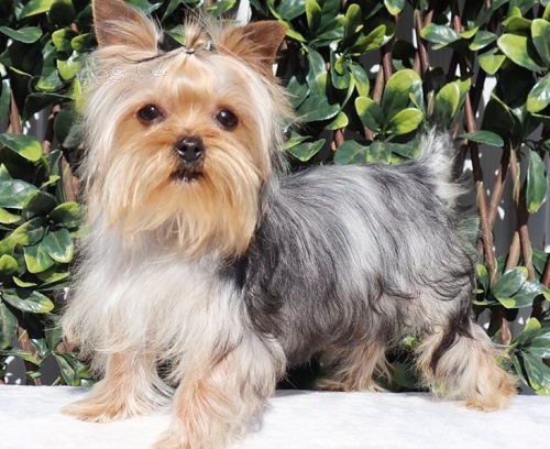 jork��rsk� teri�r - �t��ata yorkie