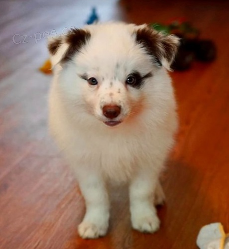 �t��ata hrani�n� kolie