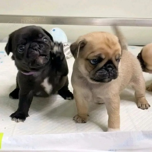 �t��ata mops� na prodej