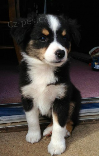 Prod�m �t��ata australsk�ho ov��ka