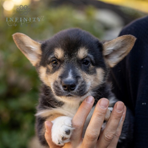 Prod�m �t��ata Pembroke Welsh Corgi.