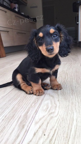 Prod�m �t��ata jezev��ka dlouhosrst�ho kr�l�ka. Pouze pro v�n� osoby.