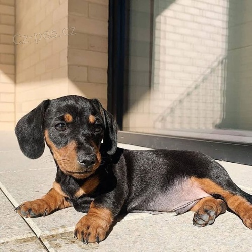 Hladk� vlasy jezev��k �t��ata trpasl�ka na prodej