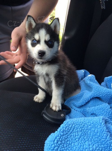 Prod�m mini �t��ata sibi�sk�ho huskyho.