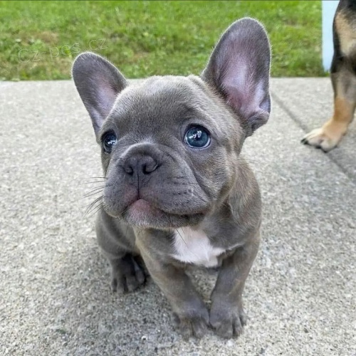 Prod�m ZDRAV� a O�KOVAN� �t��ata francouzsk�ho buldo�ka.