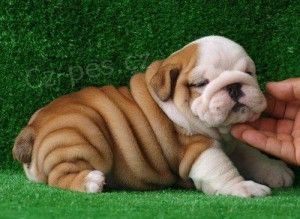 Angli�t� buldoci na prodej hledaj� v��n� domov a miluj�c� rodinu