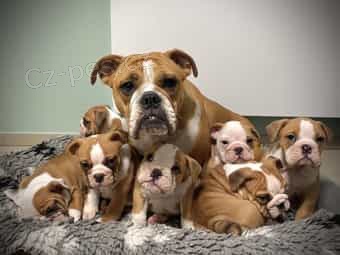 Angli�t� buldoci na prodej hledaj� v��n� domov a miluj�c� rodinu