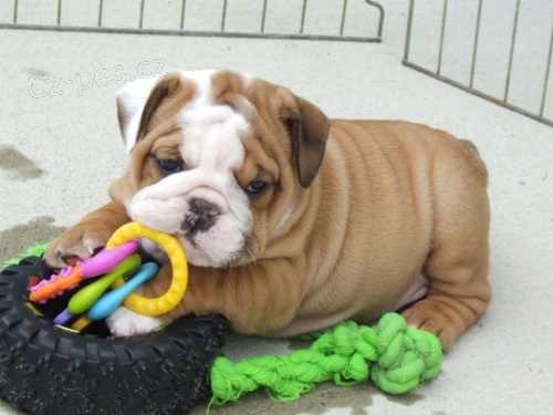 Angli�t� buldoci na prodej hledaj� v��n� domov a miluj�c� rodinu