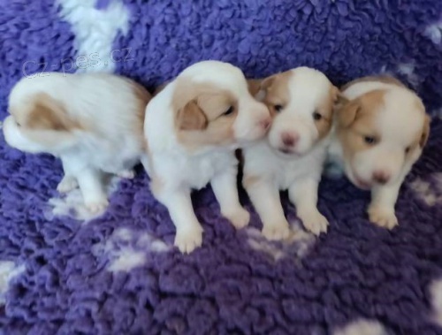 Border kolie �t���tka s PP