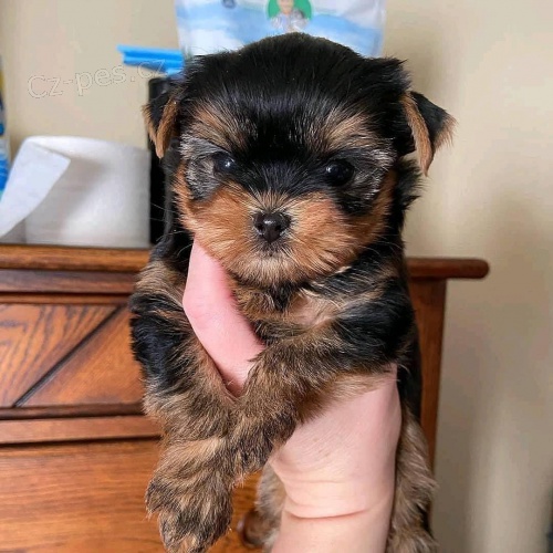 Prod�m �t��ata YORKIE MINI