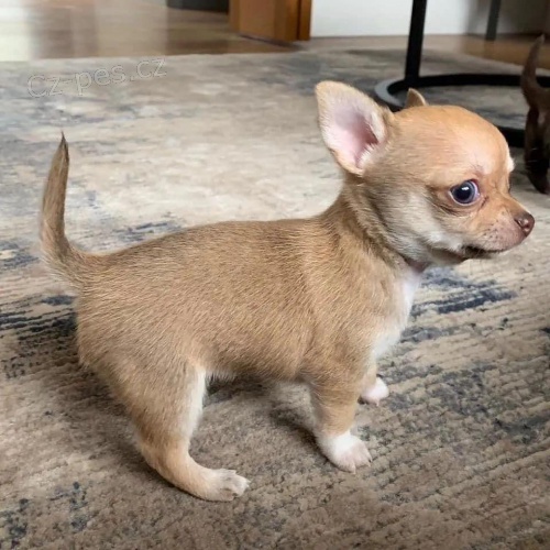 MINI �t��ata �ivavy