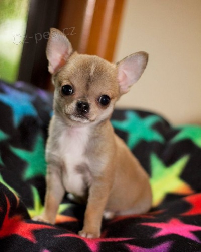 MINI �t��ata �ivavy