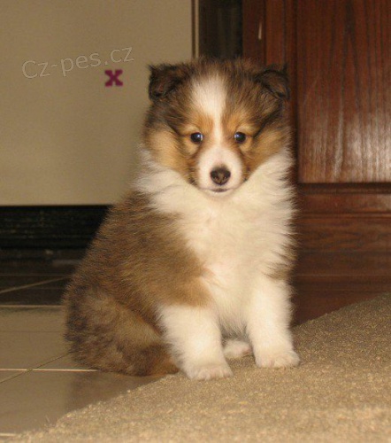 O�kovan� �t��ata Sheltie