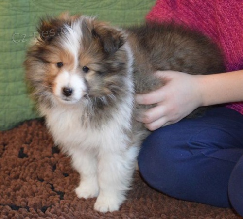 O�kovan� �t��ata Sheltie
