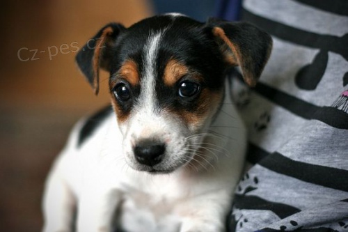 z�skejte k prodeji ��asn� a zdrav� �t��ata jack russell teri�ra.
