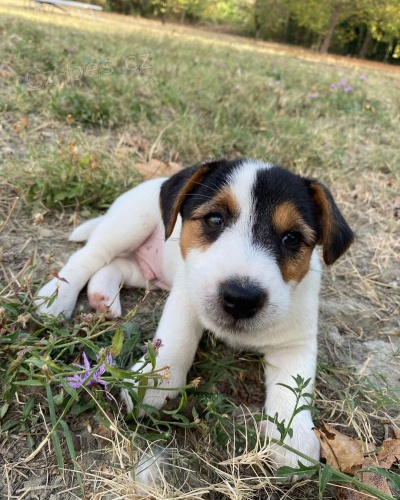 �t��ata jack russell teri�ra
