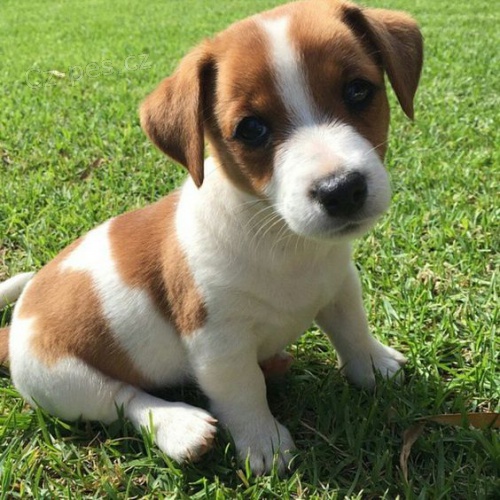 �t��ata jack russell teri�ra