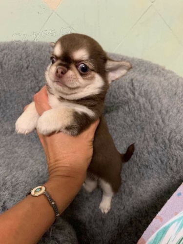 MINI �t��ata �ivavy