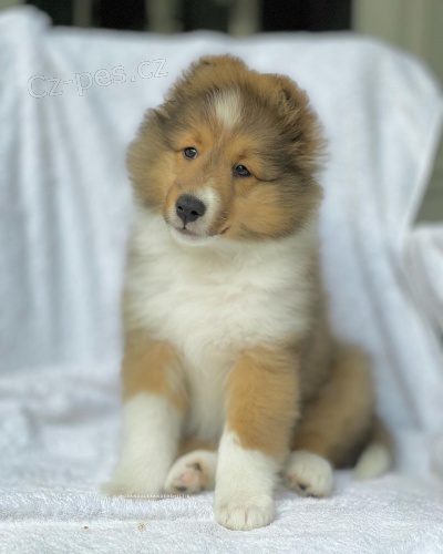 �t��ata shetlandsk�ch ov��k� k adopci