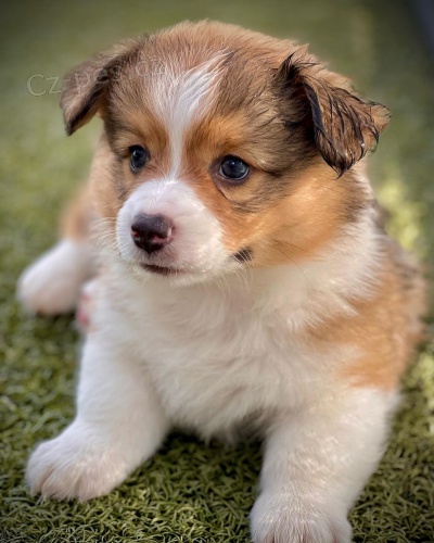 �t��ata Pembroke Welsh Corgi