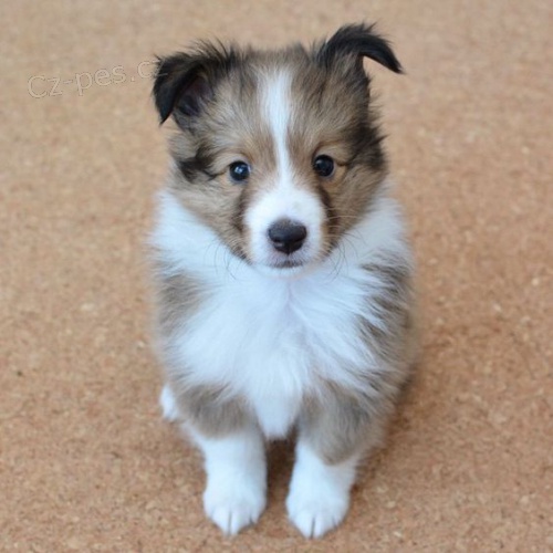 �t��ata shetlandsk�ch ov��k� k adopci