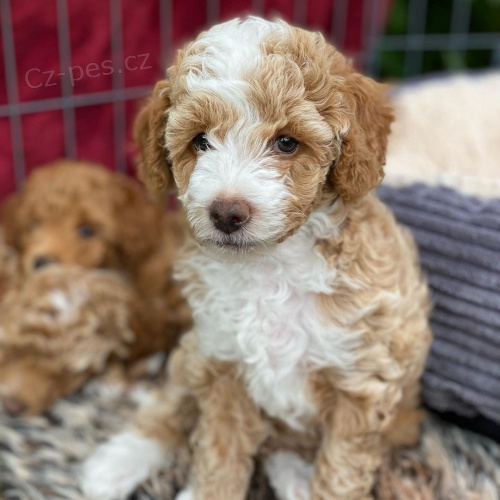 Prod�m o�kovan� a od�erven� �t��ata Cavapoo mini.