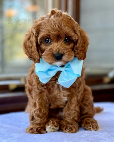 Prod�m o�kovan� a od�erven� �t��ata Cavapoo mini.