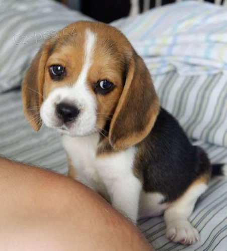 Kr�sn� a rozko�n� �t��ata b�gla k dispozici a p�ipravena k prodeji.