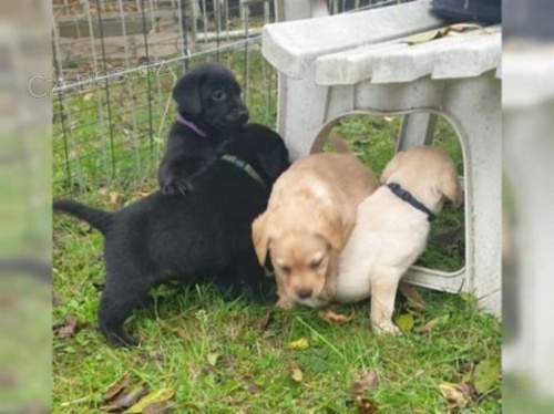 Labradorsk� retriever bez PP