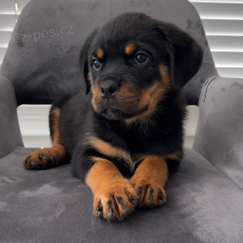 Prod�m roztomil� a kr�sn� miniaturn� �t���tka rotvajlera.