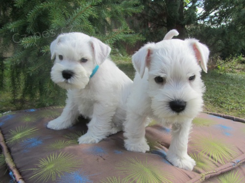 Kn�ra� mal� b�l� - �t���tka s PP