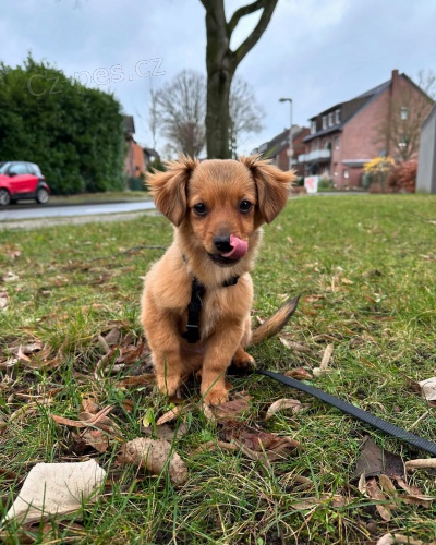 Prodm zdrav tn Kokoni