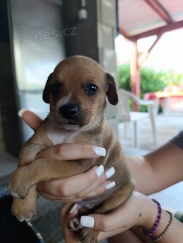 Darujeme 3 �t���tka